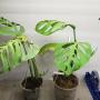 Monstera epipremnoides ‘Esqueleto’ pot (mature leaf) 406
