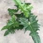 Philodendron 'Lime Fiddle'.(green form)(mature leaf)