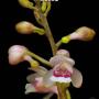 Oeceoclades monophylla x sib 2.0"