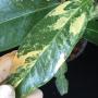 Syzygium jambos (wax leaf) variegated.