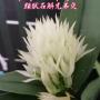 Den. capituliflorum ( ophioglossum ) x sib 2.5"