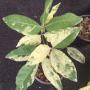 Crateva adansonii (white variegated)(grafted).
