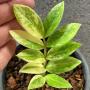 Zamioculcas zamiifolia variegated (short leaf)(S).
