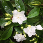 Tabernaemontana divaricata 'White Rose' Dwarf.