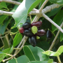 Syzygium cumini (green leaf)(edible fruit)(seedling). Again.