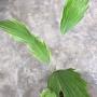 Arenga hookeriana variegata
