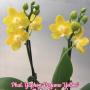 Phal. Yaphon Perfume 'Yellow' 2.5"