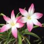 Zephyranthes Summer's Chill.