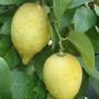 Citrus x meyeri 'Meyer Lemon'.