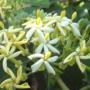 Rothmannia uranthera