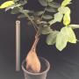 Phyllanthus mirabilis (caudex plant)