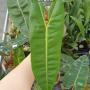 Philodendron billietiae 2.5"