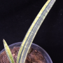 S. fischeri variegated (5" pot)(1 leaf)