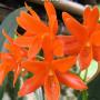 Guarianthe aurantiaca x sib 2.5"