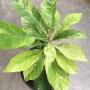 Barringtonia acutangula variegated