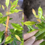 Syzygium aromaticum (Гвоздичное дерево)