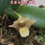 Den. hymenanthum x sib 2.5"