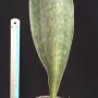 S. masoniana variegata (T04)