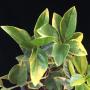 Citrus sinensis (yellow margin leaf)
