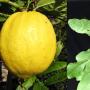 Citrus medica 'Citron'