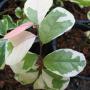 Bredelia tomentosa variegata
