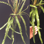 Pyrrosia longifolia (wavy margin leaf).
