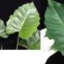 Philodendron 'Jungle Fever' (green leaf).