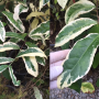Clerodendron wallichii albomarginata