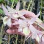 Den. aphyllum (variegata) 2.5"