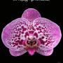 Phal. Fuller's Pink Swallow 'RL' x (HF Purplefly x Yu Pin Fireworks) 3.0