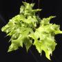 Drynaria sp.(T01)(wavy leaf)