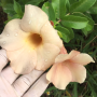 Allamanda sp.(T07) peach flower.
