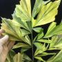 Caryota variegated (L)