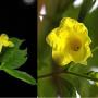 Stemmadenia litolaris yellow flower