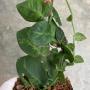 Rhaphidophora sp. Indonesia variegated Twotone