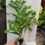 Drynaria quercifolia 'Kratae Siam'
