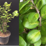 Buxus microphylla (yellow variegated).
