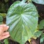 Alocasia sp.(T20)(round leaf) 'Chiang Rai'.