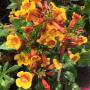 Tecoma stans Bicolor (yellow and orange flower)