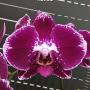 Phal. Lioulin Bright Violet 2.5"