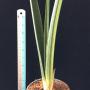 Sansevieria pearsonii Blue (F1)(yellow variegated).