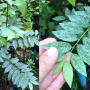 Sauropus androgynus (silver leaf) (Log in: Sauropus)