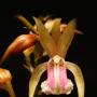Oeceoclades maculata x sib 2.5"