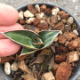 S. rorida variegated (4" pot)