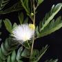 Calliandra haematophala (white flower