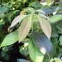 Cinnamomum camphora (seedling).