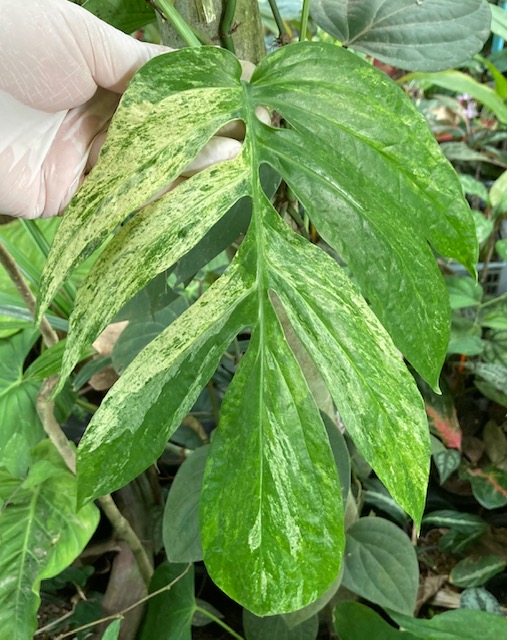 Amydrium zippelianum variegated - Epipremnum sp.(T02) variegated