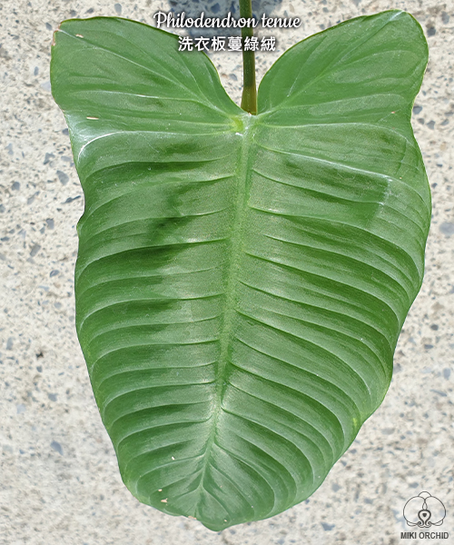 Philodendron tenue 2.5"