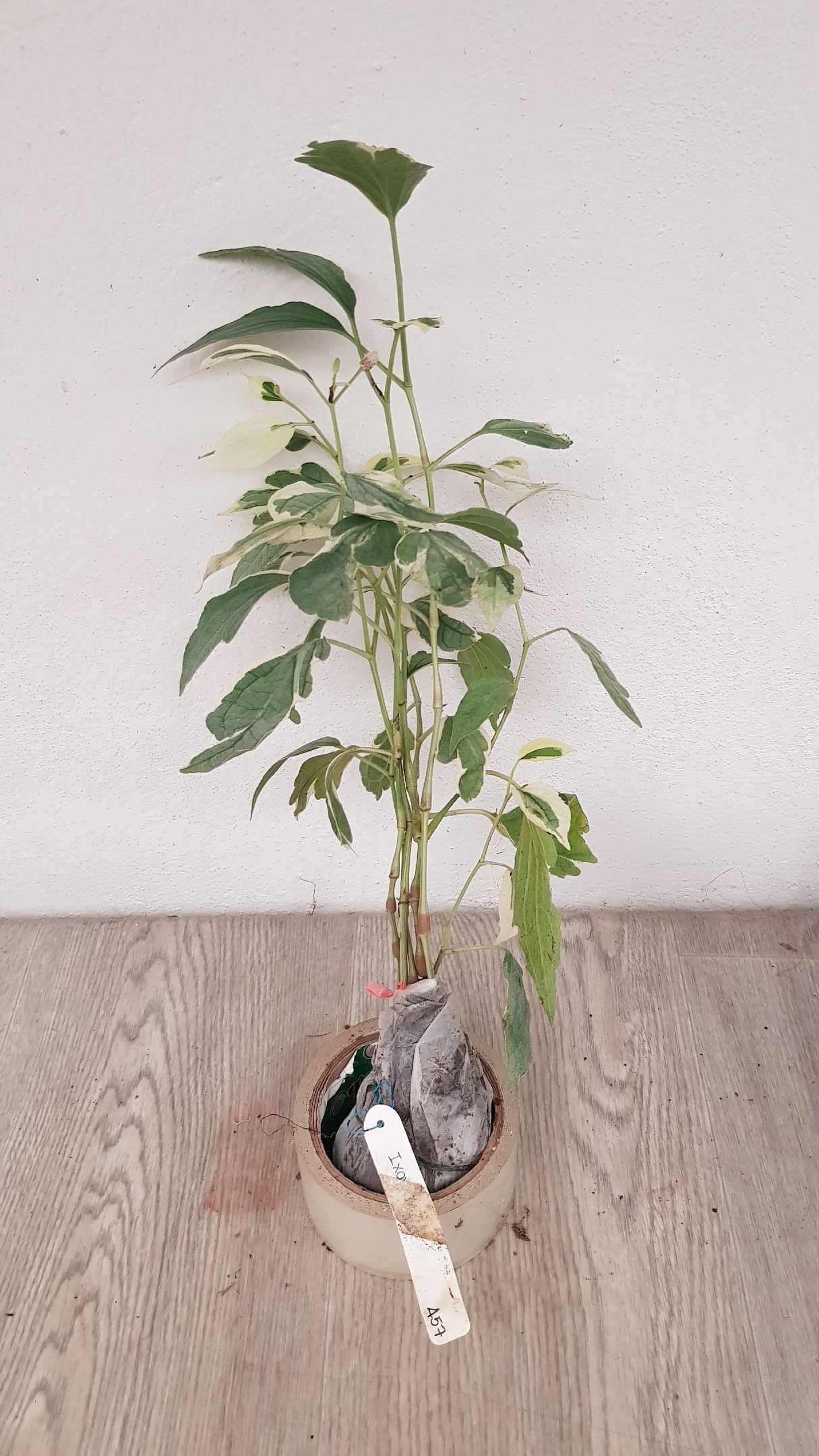 Piper sarmentosum albomarginata