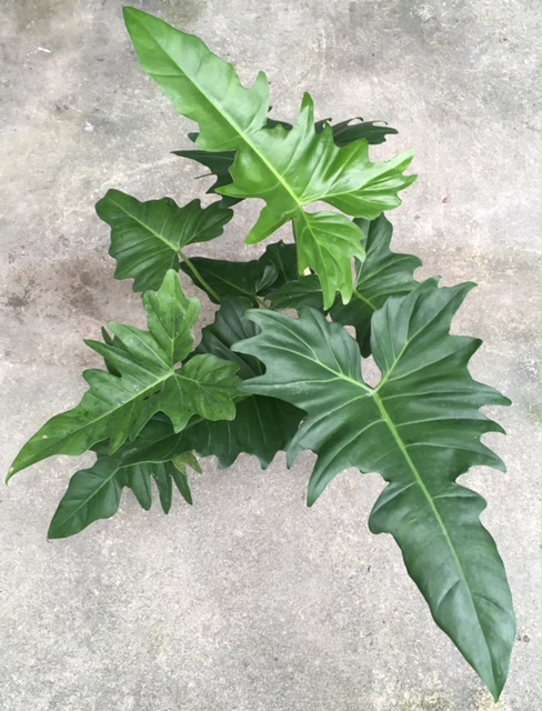 Philodendron 'Lime Fiddle'.(green form)(mature leaf)